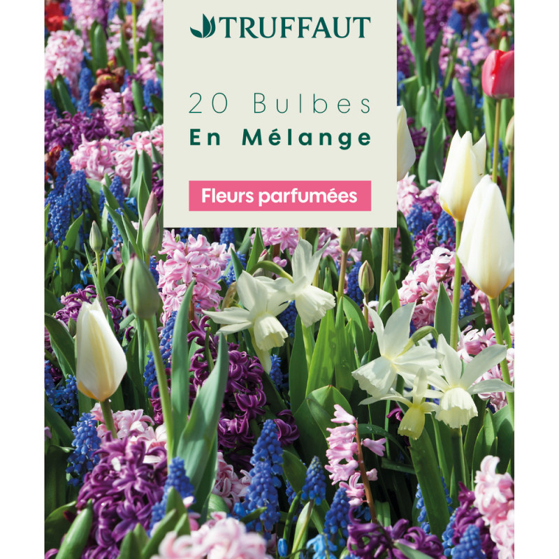 Mélange de bulbes, plantes fleuries de jardin : co