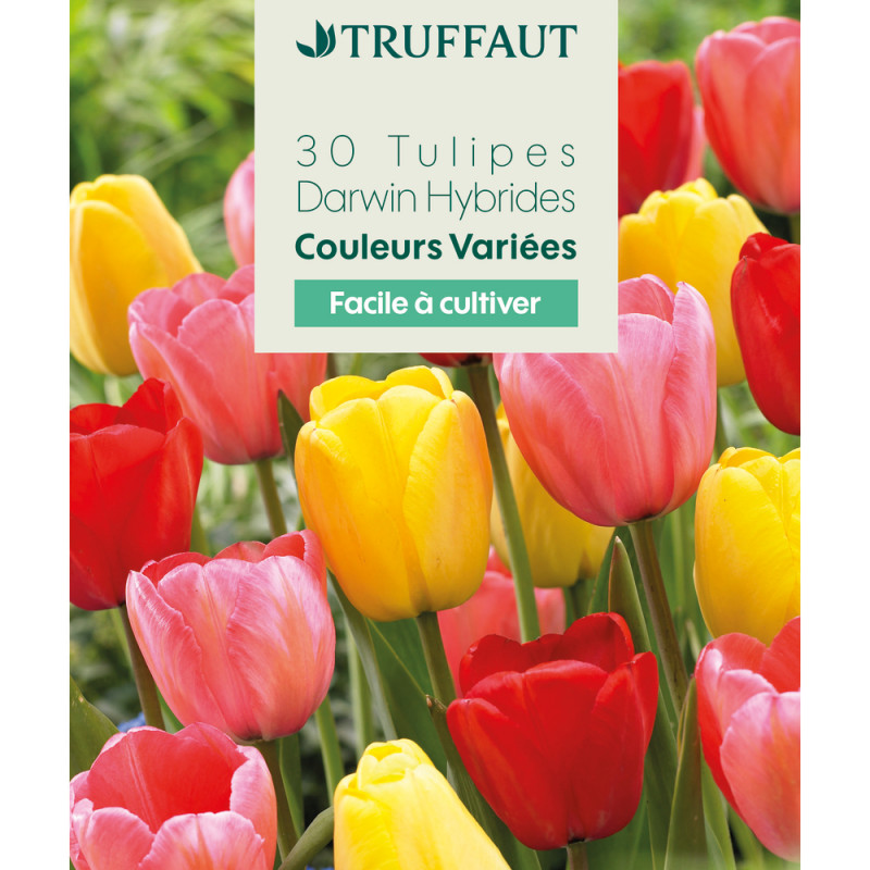 Bulbes de tulipes Darwin - coloris mixte x30