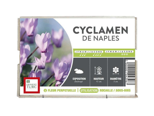 Bulbe de cyclamens de Naples 'Rose' - x1