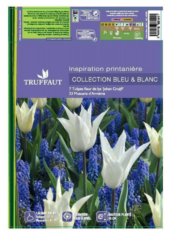 Bulbes de tulipes et muscaris blanc - x30