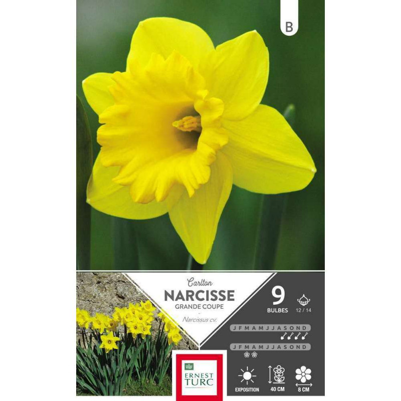 Bulbes de narcisses grande coupe 'Carlton' - x9