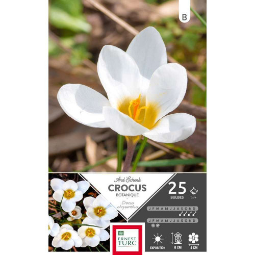 Bulbes de crocus chrysanthus - x25