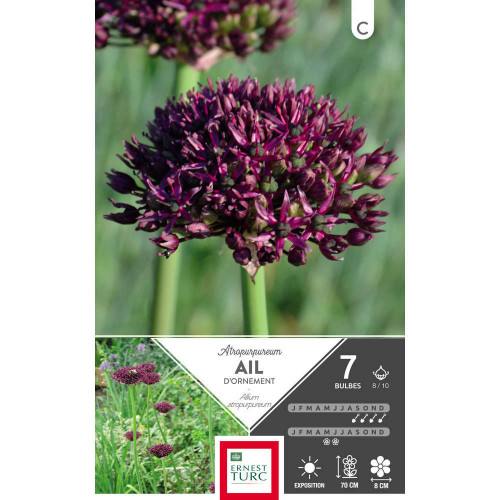 Bulbes d'allium atropurpureum - x7