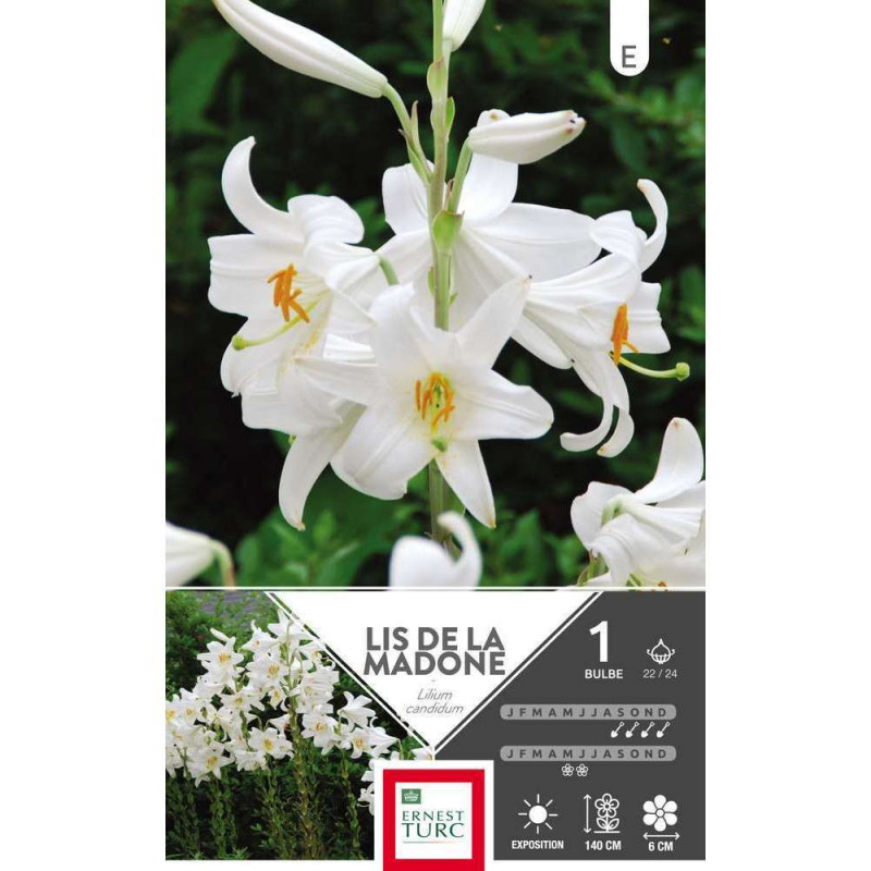 Bulbe de lys candidum - x1