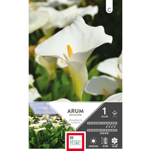 Bulbe d'arum 'd'Ethiopie ' - x1