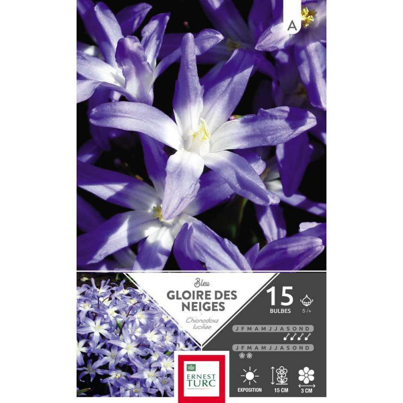 Bulbes de chionodoxas luciliae - x15