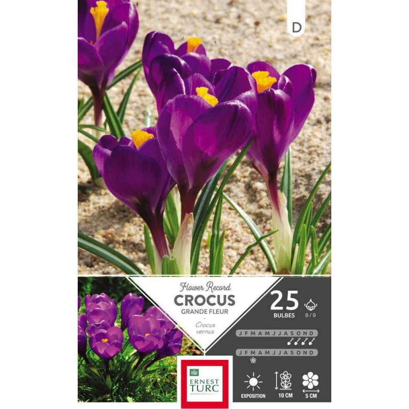 Bulbes de crocus à grandes fleurs 'Flower Record'