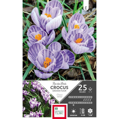 Bulbes de crocus à grandes fleurs 'Roi Strie' - x2