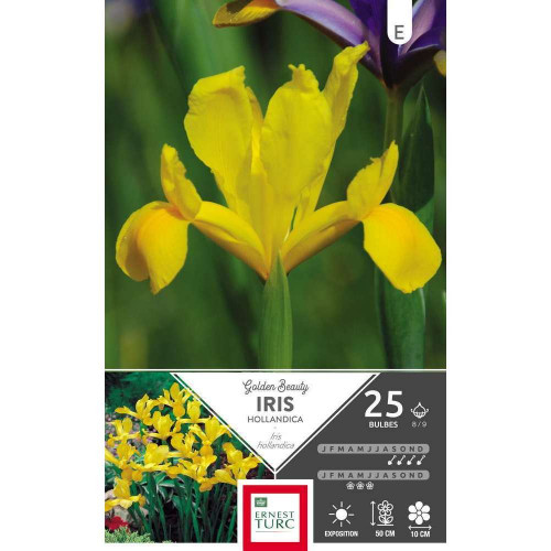 Bulbes d'iris hollandica 'Golden beauty' - x25