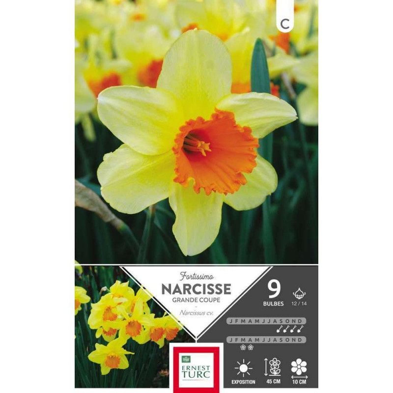 Bulbes de narcisses grande coupe 'Fortissimo' - x9