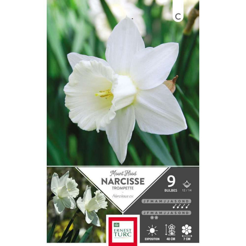 Bulbes de narcisses trompette 'Mount Hood' - x9