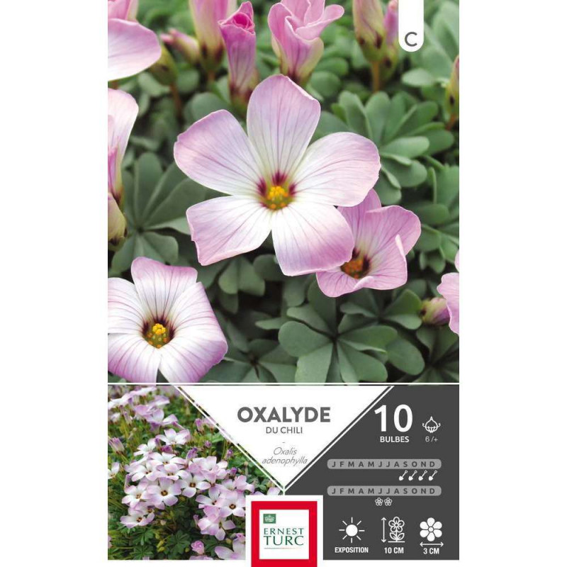 Bulbes d'oxalis adenophylla - x10