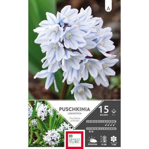 Bulbes de puschkinia 'Libanotica' - x15