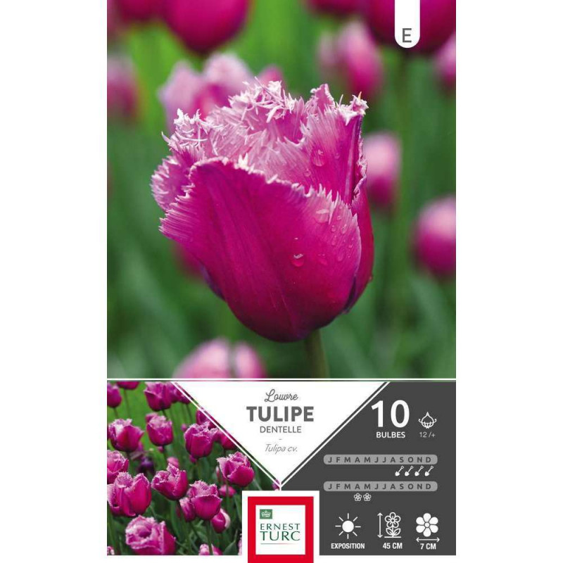 Bulbes de tulipes dentelle 'Louvre' - x10