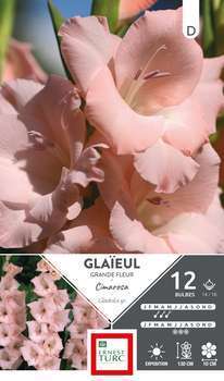 Glaieul Gd F. Cimarosa 14 16X12