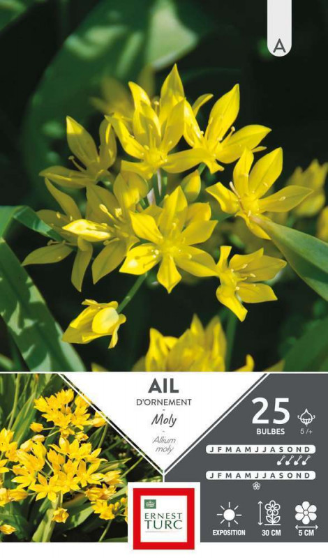 Bulbes d'alliums court moly - x25