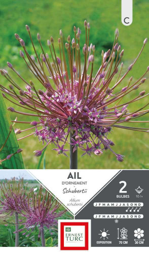 Bulbes d'allium schubertii - x2