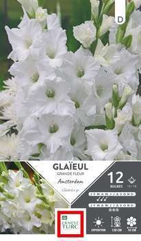 Glaïeul à Grandes Fleurs Amsterdam 14/16 X12