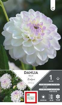 Dahlia balle Evelyne I x1