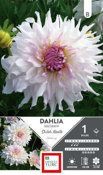 Bulbe dahlia Décoratif Shiloh Noelle x1