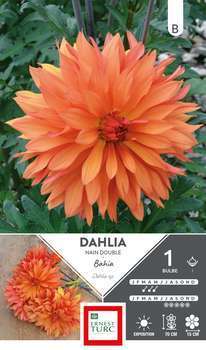 Bulbe dahlia nain double Bahia x1