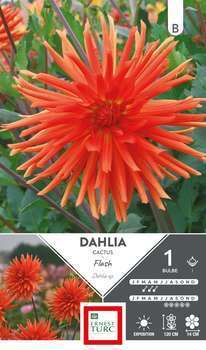 Bulbe dahlia Cactus Flash x1