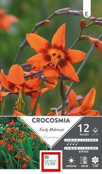 Crocosmia Emily Mac Kenzie 8/10 X12