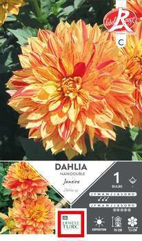 Dahlia nain double Janeiro Label Rge I x1
