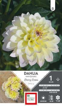 Dahlia nain double Cherry Cream I x1