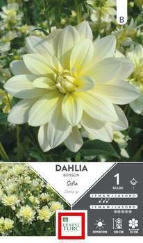 Dahlia Buisson Sofia I x1