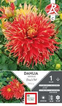 Dahlia Dentelle Show'n Tell Label Rge I x1