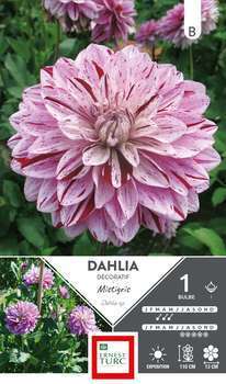 Bulbe dahlia décoratif Mistigris x1