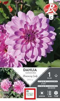 Dahlia nain double Charming Lady Fleurs de France