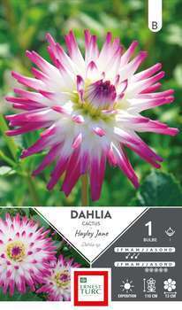 Dahlia Cactus Hayley Jane