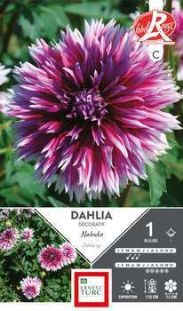Dahlia Dentelle Nabuko Fleurs de France x1