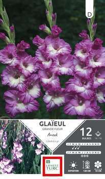 Glaieul Gd F. Anouk 4/16 X12