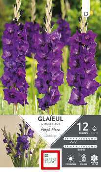 Glaïeul à Grandes Fleurs Purple Flora 14/16 x12