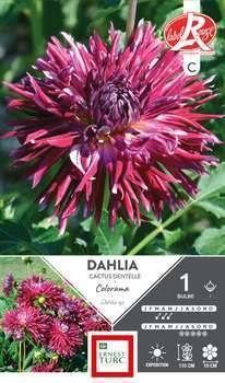 Dahlia Dentelle Colorama Fleurs de France x1