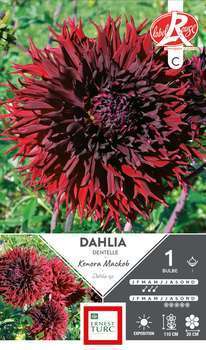 Dahlia Dentelle Kenora Macob Fleurs de France x1
