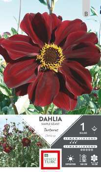 Dahlia Géant Tartarus