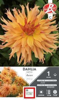 Dahlia Cactus Aurore Fdf I X1