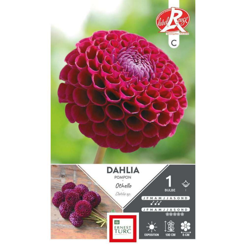 Bulbe de Dahlia Pompon Othello