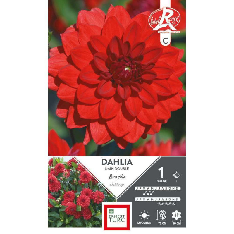Bulbe de Dahlia Nain Double Brasil