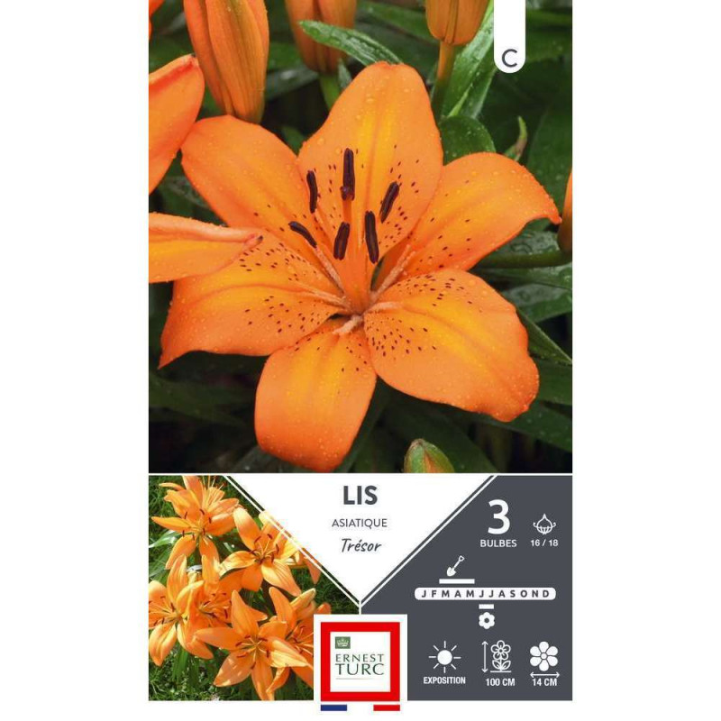 Bulbe Lys asiatique Trésor x3