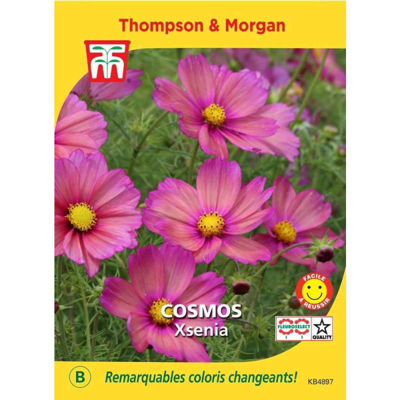 Graines de Cosmos Xsenia