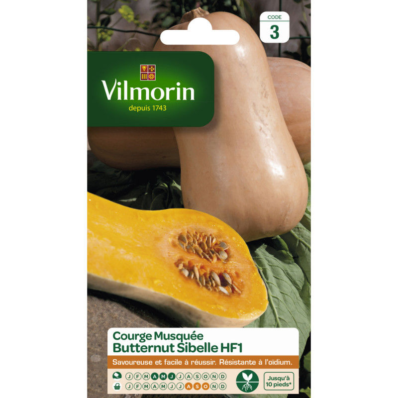 Graines de courge musquée Butternut sibelle F1
