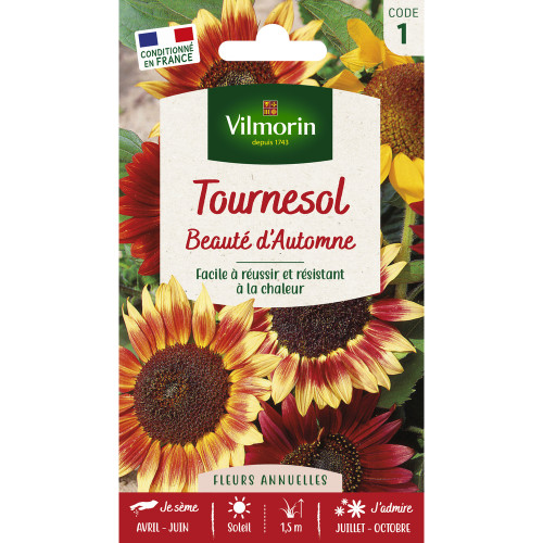 Tournesol Beauté d'Automne