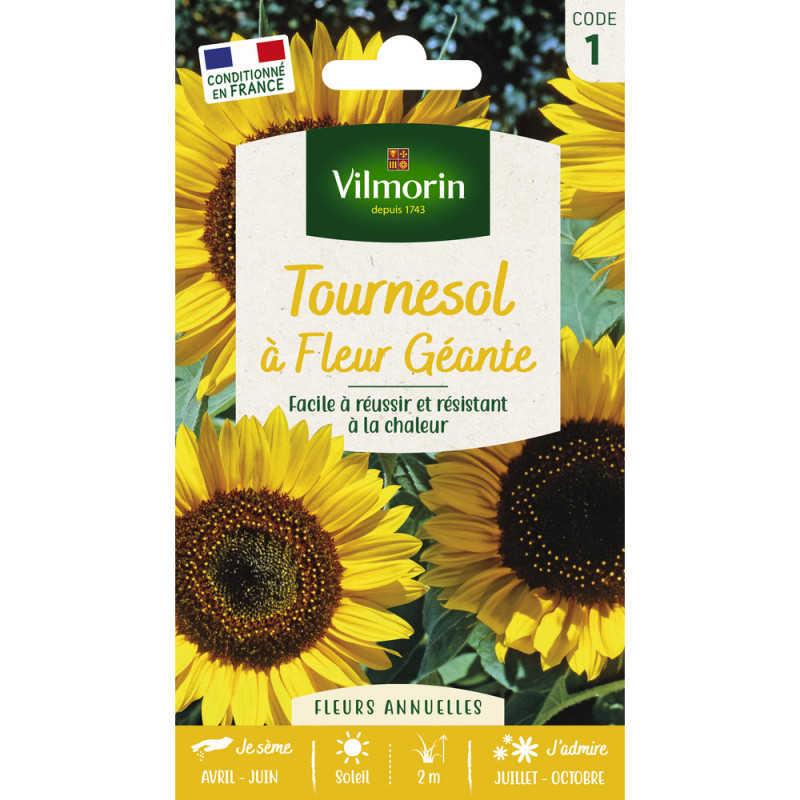 Tournesol à Fleur Géante