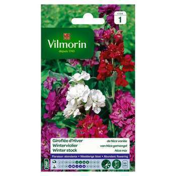 Giroflée d'hiver de Nice variée : en sachet