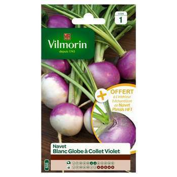 Graines de navet blanc Globe a Collet violet en sa
